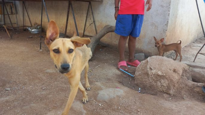 Luna y Tilín, rescatados de entre los escombros tras el azote de Otis