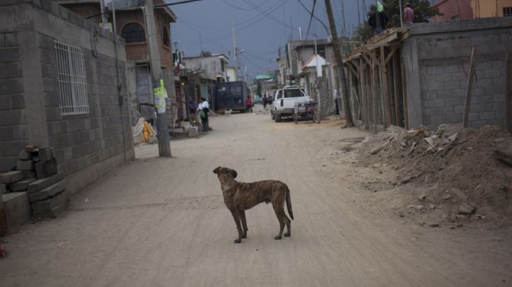 Sujeto que mató a perro y gato es sentenciado a 16 meses de prisión en Jalisco