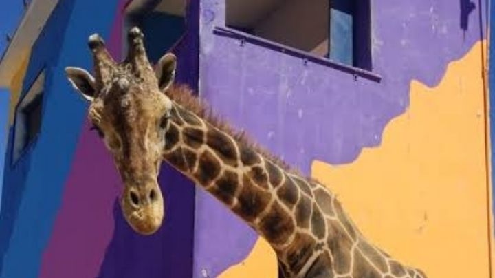 Ambientalistas denuncian incumplimiento de orden judicial para proteger a la jirafa Benito