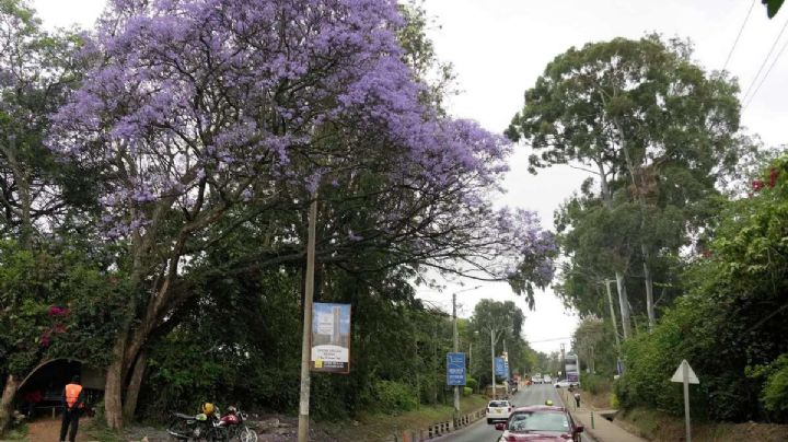 Kenia decreta día festivo para plantar árboles