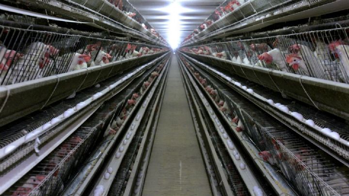 El mayor productor de huevos de Suecia sacrificará a todas sus gallinas por esta razón