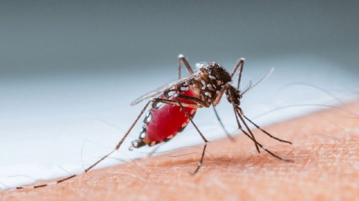 El dengue bate récords de contagio ante el aumento de las temperaturas