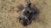 En parque de Zimbabue mueren al menos 100 elefantes por sequía agudizada por el cambio climático