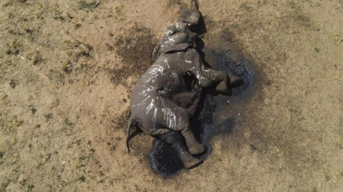 En parque de Zimbabue mueren al menos 100 elefantes por sequía agudizada por el cambio climático