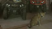 Marina decomisa vehículos de lujo, armas y animales exóticos en Jalisco