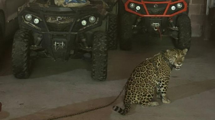 Marina decomisa vehículos de lujo, armas y animales exóticos en Jalisco