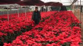 ¿Nochebuena? ¿Poinsettia? Estos son los otros nombres de la flor que es símbolo de la Navidad