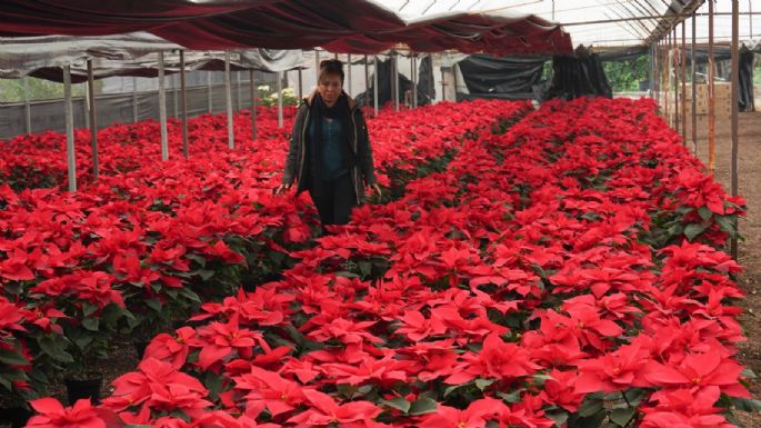 ¿Nochebuena? ¿Poinsettia? Estos son los otros nombres de la flor que es símbolo de la Navidad