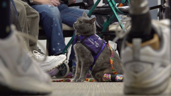 Terapia con gatos: así apoyan a enfermos y ancianos