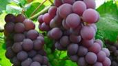 Las uvas rojas tienen mayor concentración de resveratrol, que podría prevenir células cancerígenas