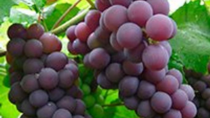 Las uvas rojas tienen mayor concentración de resveratrol, que podría prevenir células cancerígenas