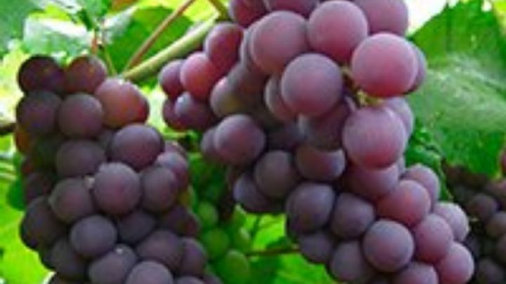 Las uvas rojas tienen mayor concentración de resveratrol, que podría prevenir células cancerígenas