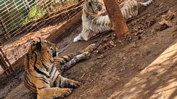 FGR catea predio en Jamay y decomisa dos tigres y cinco jaguares