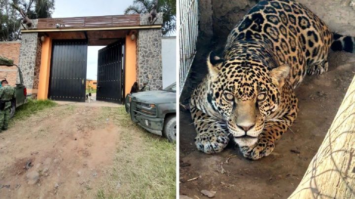 Aseguran animales exóticos, armas y droga en dos fincas de Ixtlahuacán del Río, Jalisco