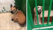 Rescatan a 13 perros pitbull tras denuncia por maltrato animal en Magdalena Contreras
