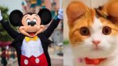 Polémica por operación de orejas a mascotas al estilo Mickey Mouse en China