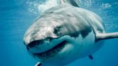 Muere pescador por ataque de tiburón blanco en playa de Huatabampo, Sonora