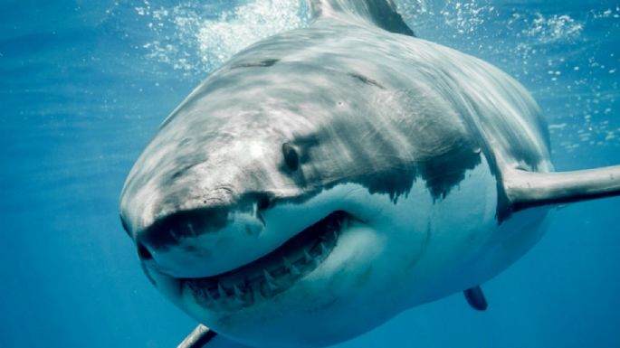 Muere pescador por ataque de tiburón blanco en playa de Huatabampo, Sonora