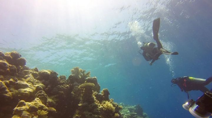 “El Niño” podría ocasionar pérdidas de corales y altas temperaturas oceánicas sin precedente