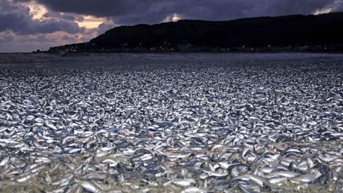 Aparecen miles de sardinas muertas en Japón