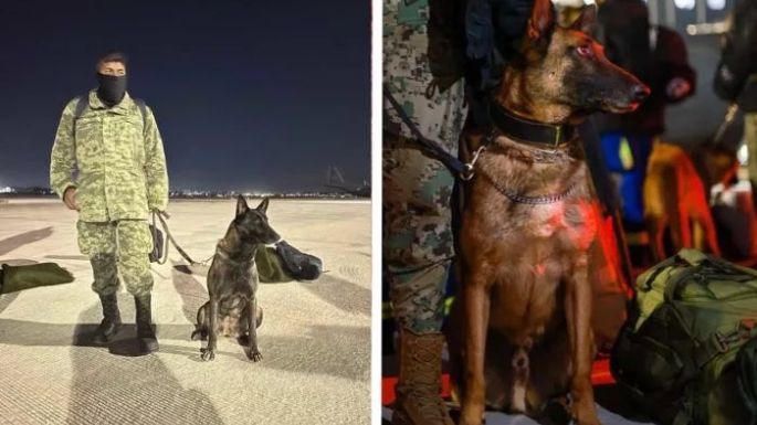 Proteo, uno de los perros rescatistas de la Sedena murió en Turquía