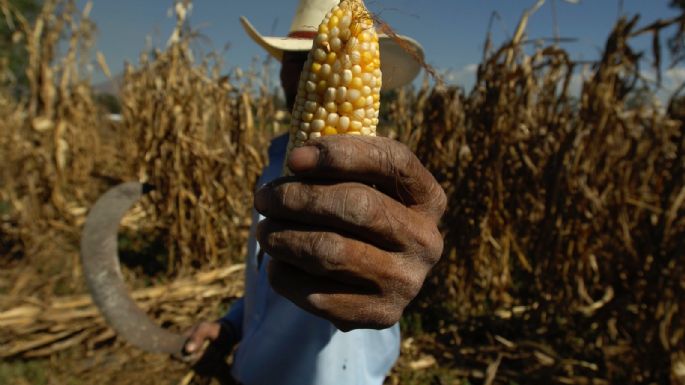 Gobierno de AMLO prohíbe el uso de maíz transgénico y del glifosato en alimentación humana