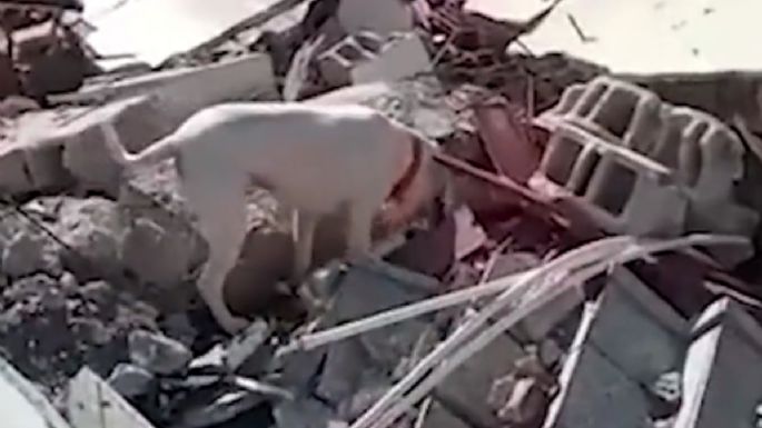 Video de un perro que busca a su dueño entre los escombros no fue grabado en Turquía