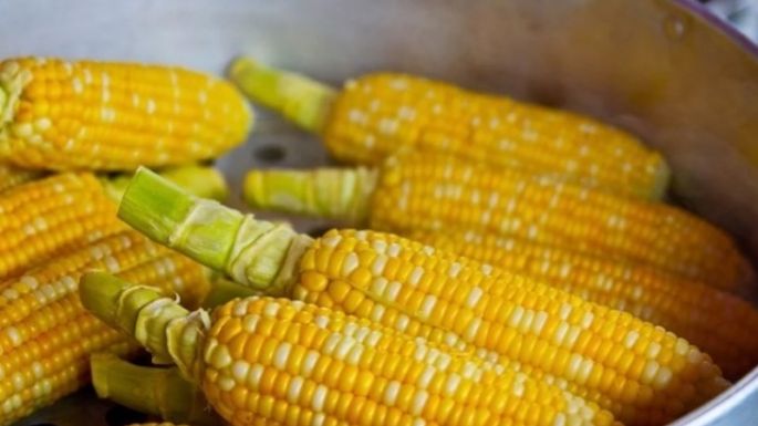 Notifica EU a México su intención de convocar a un panel del T-MEC sobre el maíz transgénico