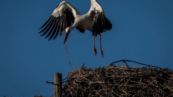 El cambio climático impulsa la dieta basura de las cigüeñas