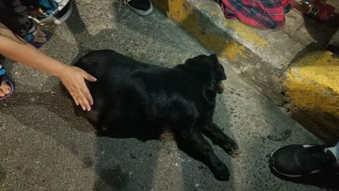 Sujeto golpea con un palo a una perrita en gestación en Coyoacán; fue detenido