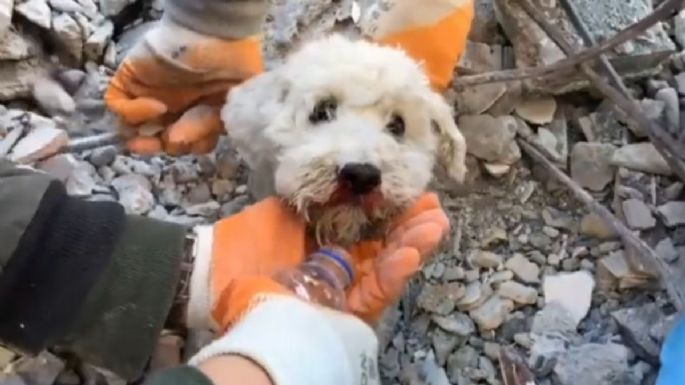 Los milagrosos rescates de tres perros en la zona cero de Turquía (Videos)