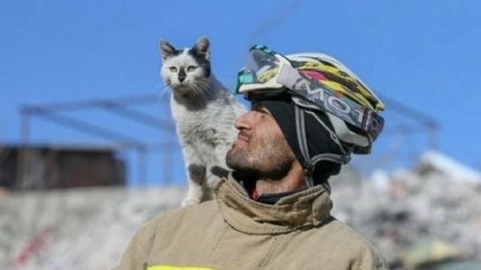 Enkaz, el gato que se niega a separarse del hombre que lo rescató de los escombros en Turquía