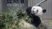 Japón se despide de su querida panda china Xiang Xiang