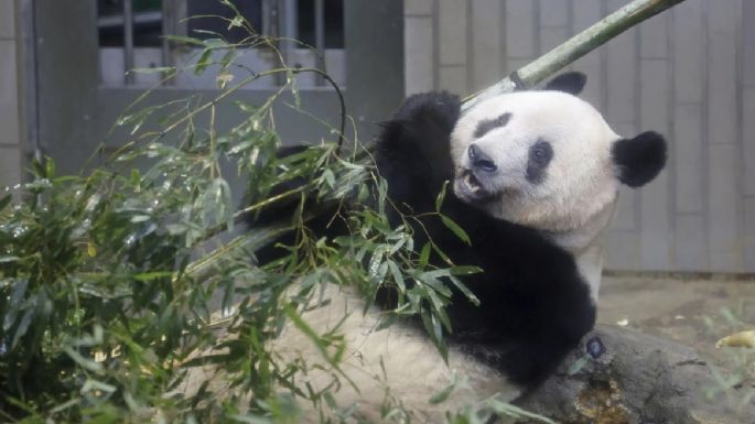Japón se despide de su querida panda china Xiang Xiang