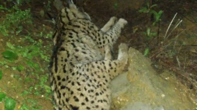 Cazador es condenado a dos años de prisión por matar a un lince