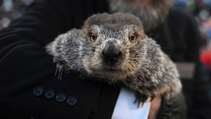 ¿Cuánto más durará el invierno? Esto fue lo que predijo Phil en el Día de la Marmota