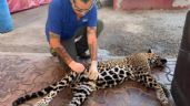 Atropellan y matan a jaguar que estaba embarazada en zona de desmonte del Tren Maya