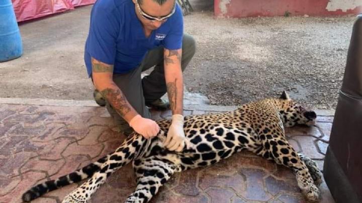 Atropellan y matan a jaguar que estaba embarazada en zona de desmonte del Tren Maya