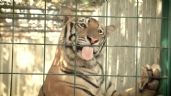 Envían a India 250 tigres y leones rescatados en México