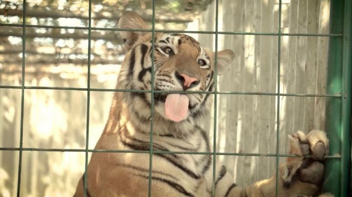 Envían a India 250 tigres y leones rescatados en México