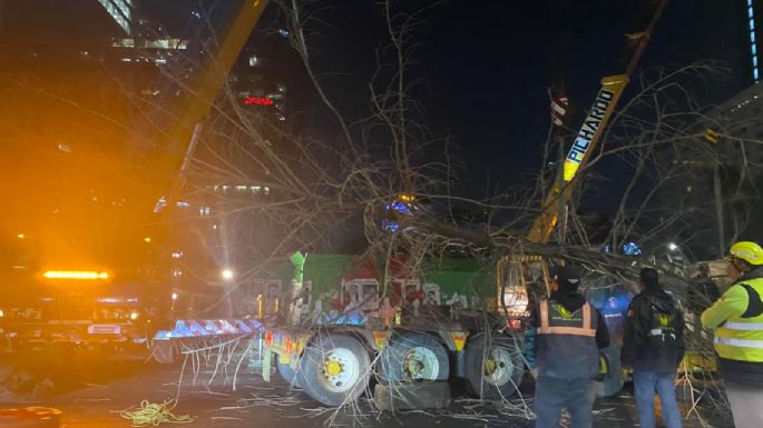 Retiran de madrugada el ahuehuete de Paseo de la Reforma