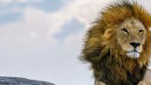 El león Bob Junior, llamdo “Rey del Serengeti” fue asesinado por leones más jóvenes