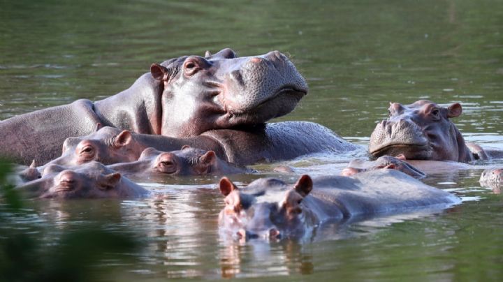 Planean enviar hipopótamos de Pablo Escobar a México
