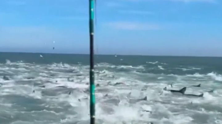 Decenas de tiburones rodean y aterrorizan a pescadores (Video)