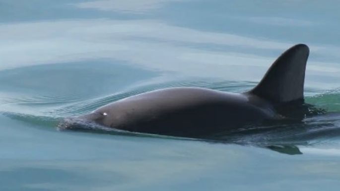 Sancionan a México por no proteger a la vaquita marina