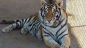 Policía busca tigre robado en Sonora