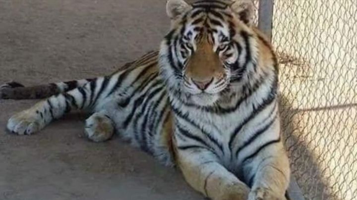 Policía busca tigre robado en Sonora