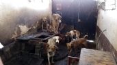 Detienen a 46 personas y rescatan a 222 perros maltratados en un año en el Edomex