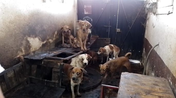 Detienen a 46 personas y rescatan a 222 perros maltratados en un año en el Edomex