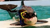 Lolita, la orca cautiva en un acuario de Miami, volverá a su hábitat natural
